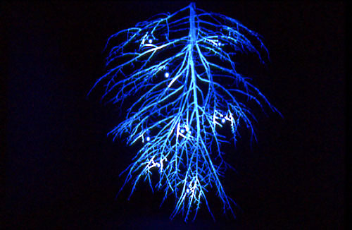 artwork illustration